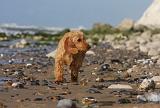 BASSET FAUVE DE BRETAGNE 071